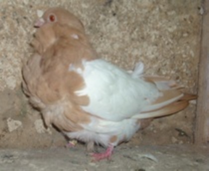 Pescarusi Chinezesc 01