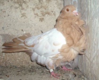 Pescarusi Chinezesc 03