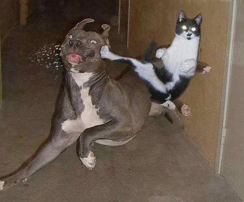 pisica-bate-cainele - kung fu cu pisici