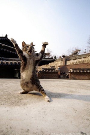 pisica-kung-fu - kung fu cu pisici