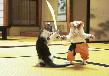 Samurai-Kittens - kung fu cu pisici