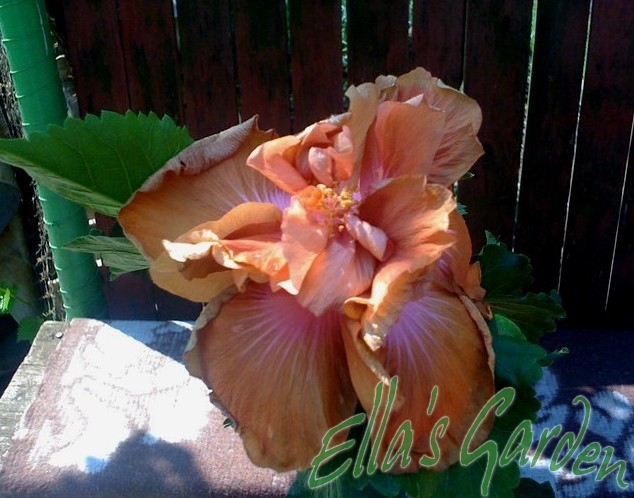 Brown Derby - 2011 Hibiscus