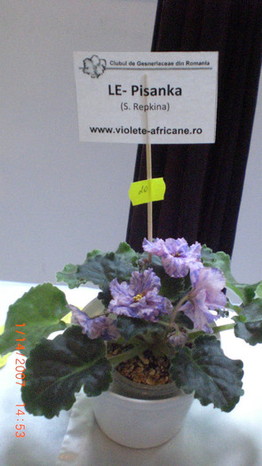expozitie bucuresti 010 - expozitie violete africane bucuresti 05 iunie 2011