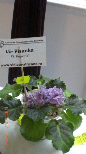 expozitie bucuresti 011 - expozitie violete africane bucuresti 05 iunie 2011