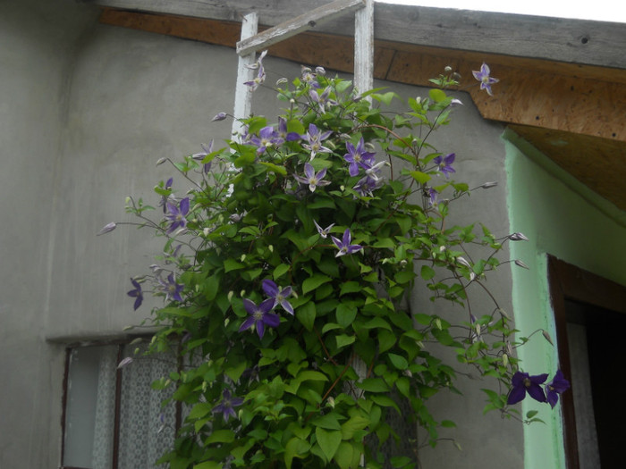 clematis mov