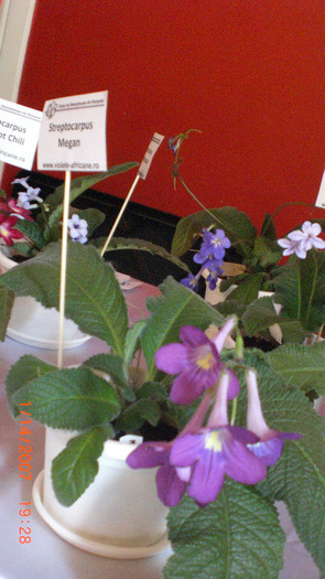 expozitie bucuresti 055 - expozitie violete africane bucuresti 05 iunie 2011