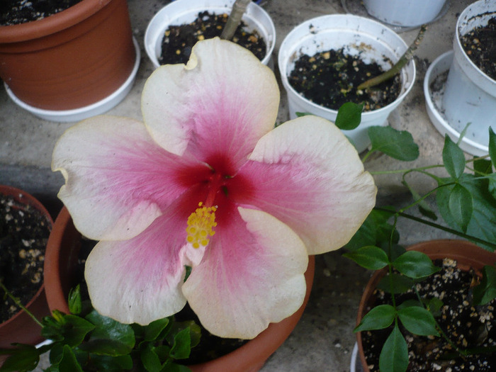 P1070753