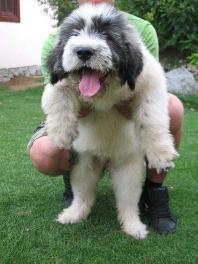 Femela 11 sapt .jumate