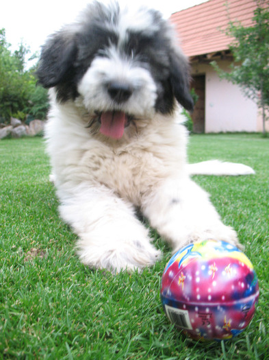 Femela Mioritic aproape 3 luni