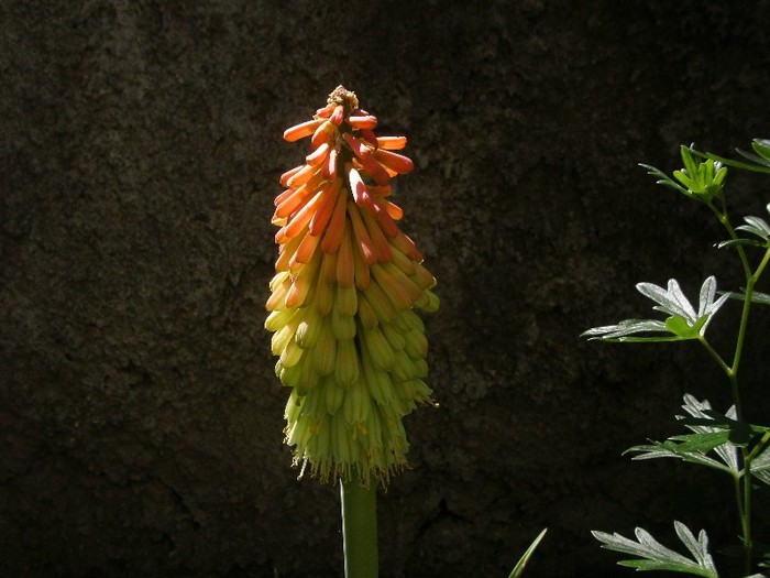 Kniphofia