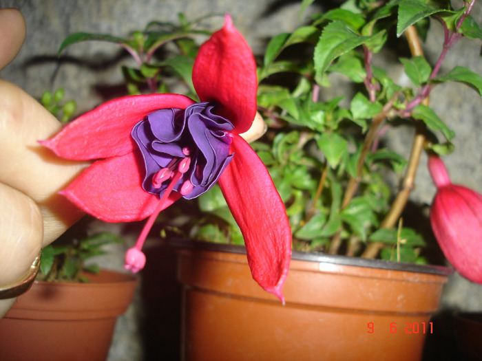 Woodoo - Fuchsia 2011