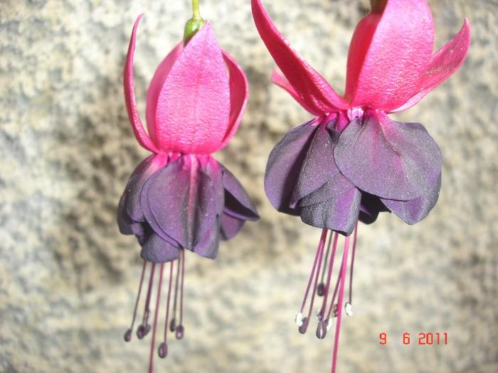 DSC01747 - Fuchsia 2011