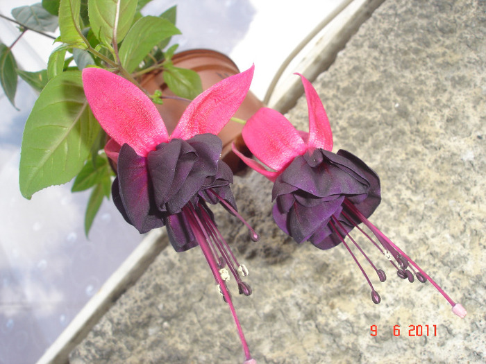 DSC01753 - Fuchsia 2011