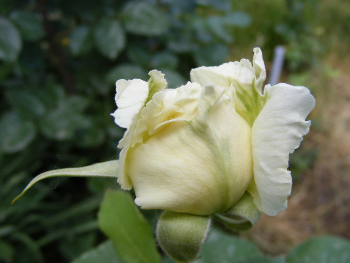 Lenip(Pascali); Thea hybrid,floare mare,centrata,parfum slab(1-2 puncte din 5),h0,75-2m
