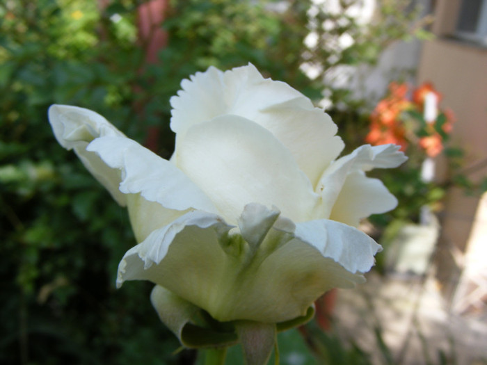 Lenip(Pascali); Thea hybrid,floare mare,centrata,parfum slab(1-2 puncte din 5),h0,75-2m
