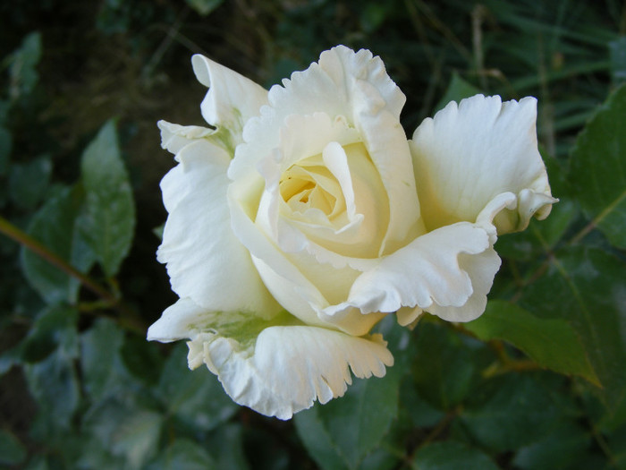 Lenip(Pascali); Thea hybrid,floare mare,centrata,parfum slab(1-2 puncte din 5),h0,75-2m
