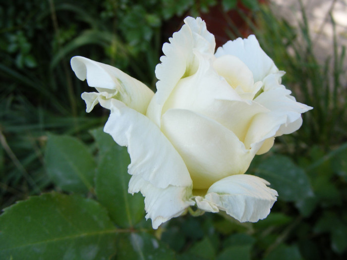 Lenip(Pascali); Thea hybrid,floare mare,centrata,parfum slab(1-2 puncte din 5),h0,75-2m
