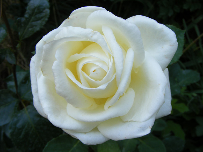 Lenip(Pascali); Thea hybrid,floare mare,centrata,parfum slab(1-2 puncte din 5),h0,75-2m
