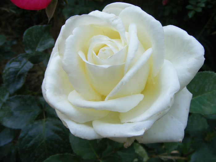 Lenip(Pascali); Thea hybrid,floare mare,centrata,parfum slab(1-2 puncte din 5),h0,75-2m
