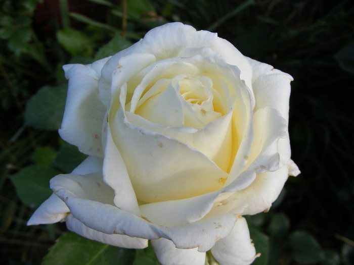 Lenip(Pascali); Thea hybrid,floare mare,centrata,parfum slab(1-2 puncte din 5),h0,75-2m
