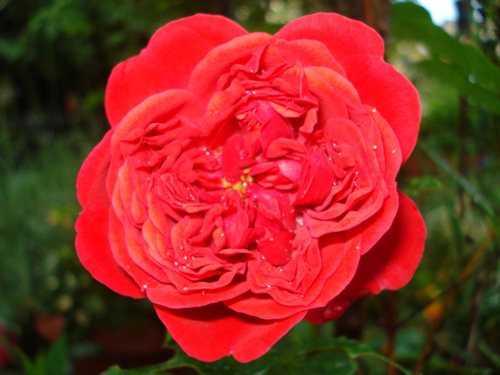 prima floare - Trandafiri 2011