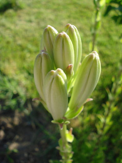 Lilium candidum (2011, June 07) - LILY Madonna Lily