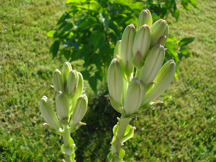 Lilium candidum (2011, June 07) - LILY Madonna Lily