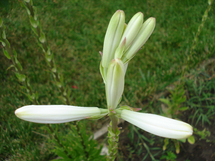 Lilium candidum (2011, June 10) - LILY Madonna Lily