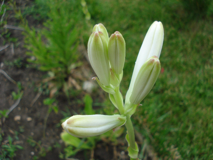 Lilium candidum (2011, June 10) - LILY Madonna Lily