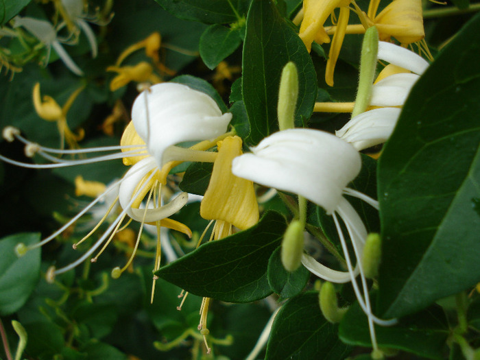 Lonicera japonica (2011, June 10)