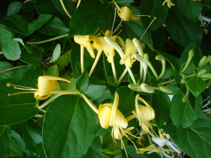 Lonicera japonica (2011, June 10) - LONICERA Japonica