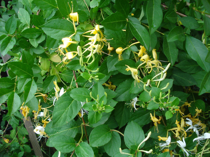 Lonicera japonica (2011, June 10) - LONICERA Japonica