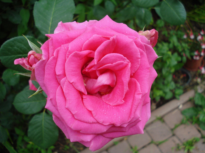 Rose Pink Peace (2011, June 09)