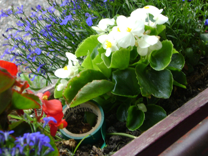 begonia - florile mele 2011