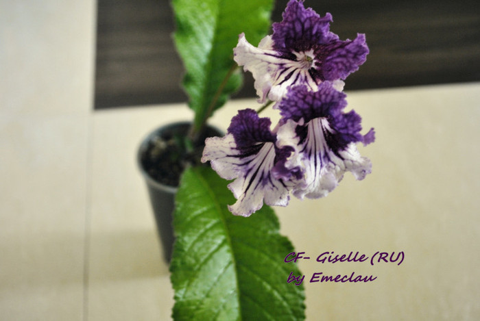 CF-Giselle (RU) - Streptocarpus 2011