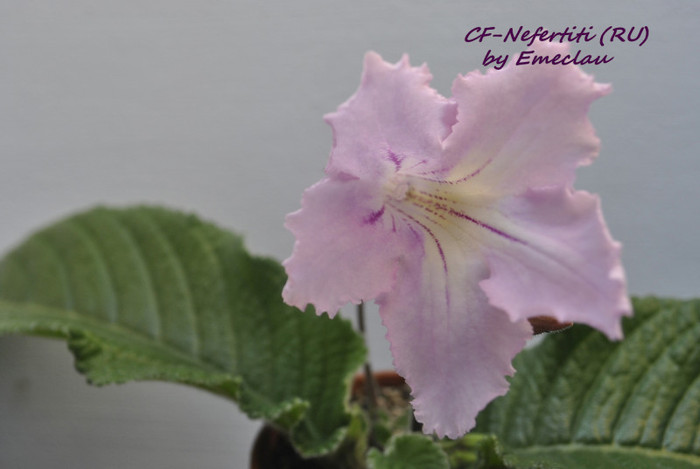 CF-Nefertiti (RU) - Streptocarpus 2011