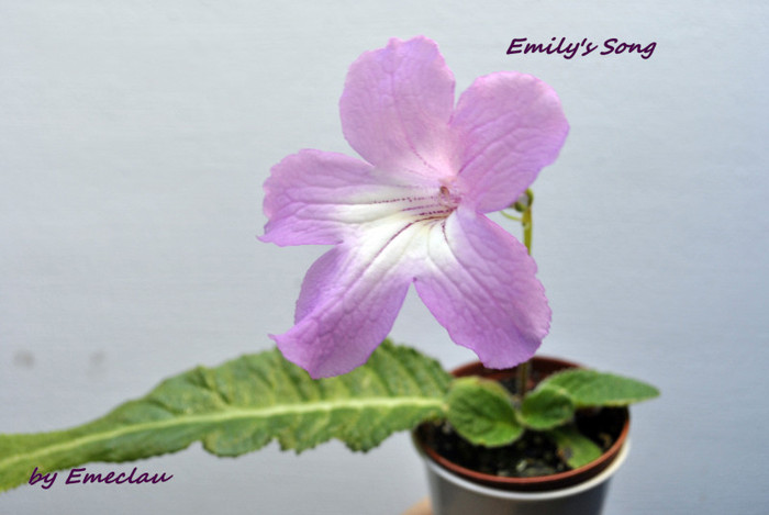 Emily\'s Song - Streptocarpus 2011