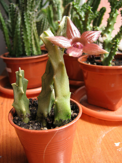 Duvaliandra.dioscoridis