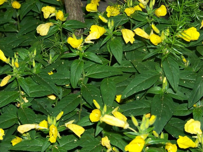 100_7667 - Iunie 2011