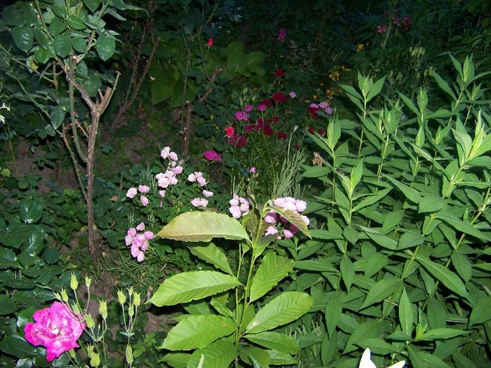 100_7676 - Iunie 2011