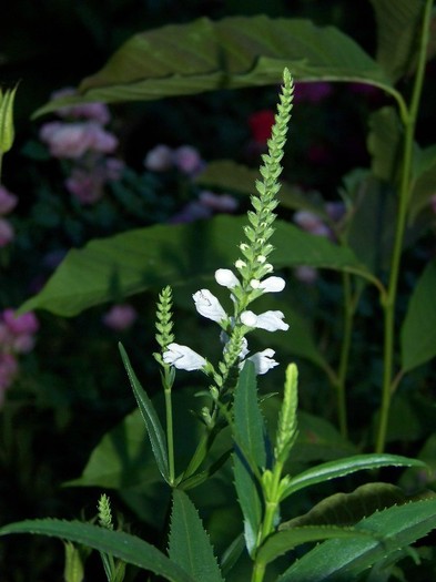 100_7677 - Iunie 2011