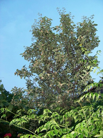 100_7683 - Iunie 2011