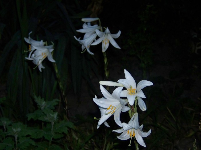 100_7686 - Iunie 2011