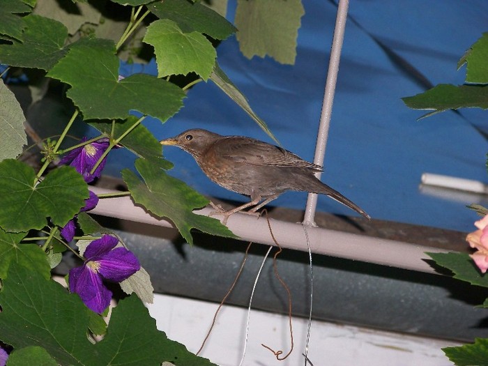 100_7688 - Iunie 2011