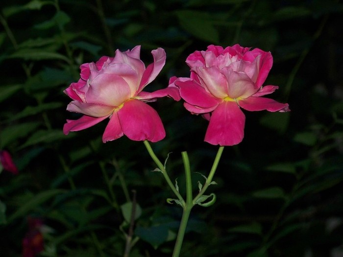 100_7691 - Iunie 2011