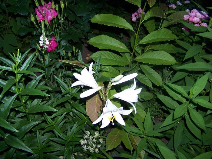 100_7694 - Iunie 2011