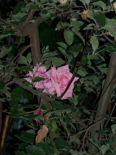100_7695 - Iunie 2011