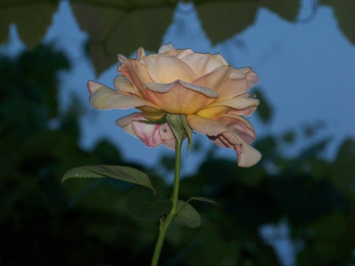 100_7696 - Iunie 2011