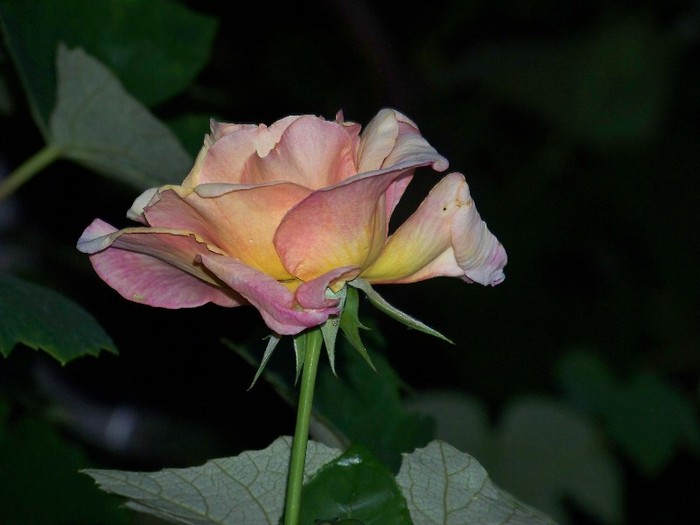 100_7697 - Iunie 2011