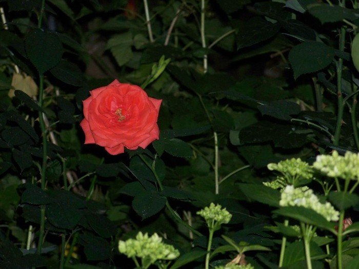 100_7699 - Iunie 2011